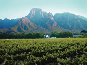 winelands1